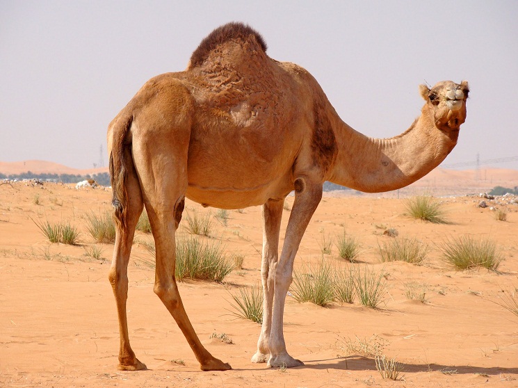 جمل عربي ذو سنام واحد, يقف وسط بيئته الصحراوية القاسية.