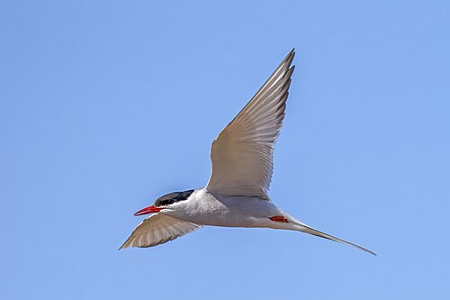 طائر الخرشنة القطبية يحلق بجناحيه في سماء صافية, وهو صاحب أطول هجرة سنوية بين القطب الشمالي والجنوبي. 