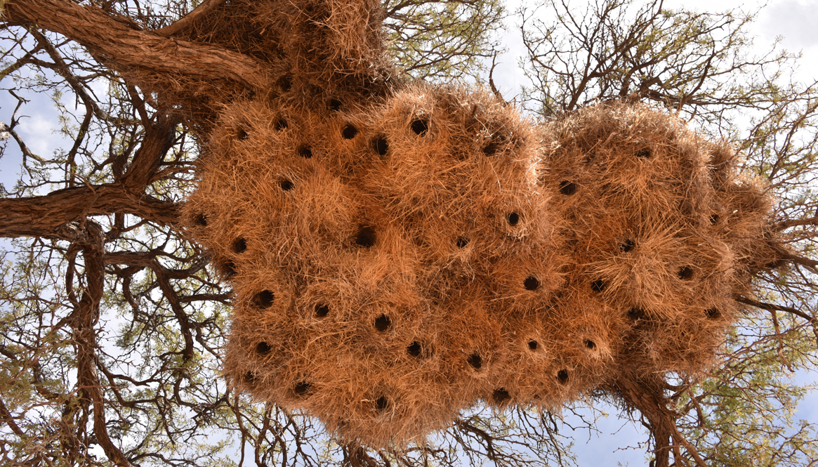طيور النساج الاجتماعي تبني أكبر أعشاش الطيور، ويمكنها أن تؤوي أكثر من مئة زوج. وقد تستمر مستعمرات التعشيش الكبيرة في النشاط لأجيال عديدة.