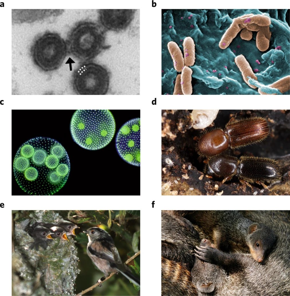 رسم تخطيطي علمي يوضح انتشار التعاون عبر مستويات الحياة المختلفة: من تعاون الجينات داخل الخلية، إلى الفيروسات والبكتيريا, إلى الخلايا في الكائنات متعددة الخلايا، ثم الحيوانات في المجموعات الاجتماعية، مع رموز وأيقونات توضح التكامل والتفاعلات التعاونية في النظم البيولوجية المعقدة